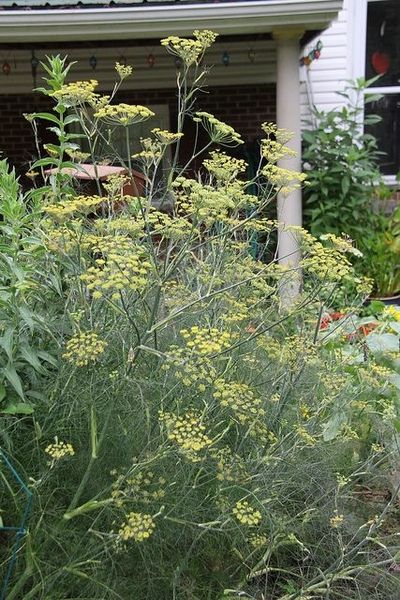 Foeniculum vulgare (Bronze Fennel, Fennel, Finocchio, Florence Fennel) | North Carolina Extension Gardener Plant Toolbox Bronze Fennel, Texas Gardening, Sun Garden, Media Images, Back Garden, Autumn Garden, Butterfly Garden, Drought Tolerant, Fennel