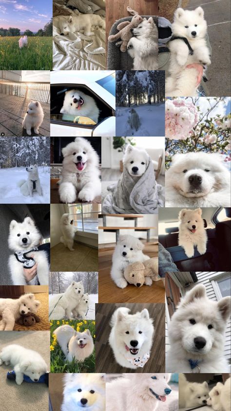 Aesthetic samoyed aesthetic wallpaper/lockscreen for iphones, 750x1334! Samoyed Wallpaper Aesthetic, Husky Puppies Wallpaper, Saymond Dogs, Samoyed Dogs Aesthetic, Samoyed Dogs Wallpaper, Aesthetic Samoyed, Samoyed Aesthetic, Samoyed Wallpaper, Haski Dog