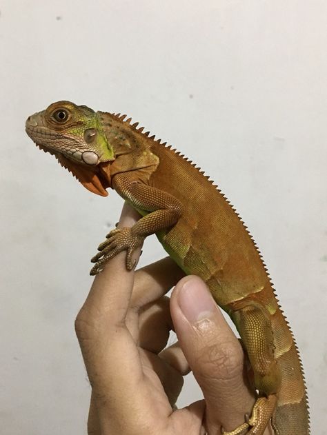 Pink Iguana, Pet Iguana, Red Iguana, Desert Iguana, Marine Iguana, Galapagos Land Iguana, Red, Animals