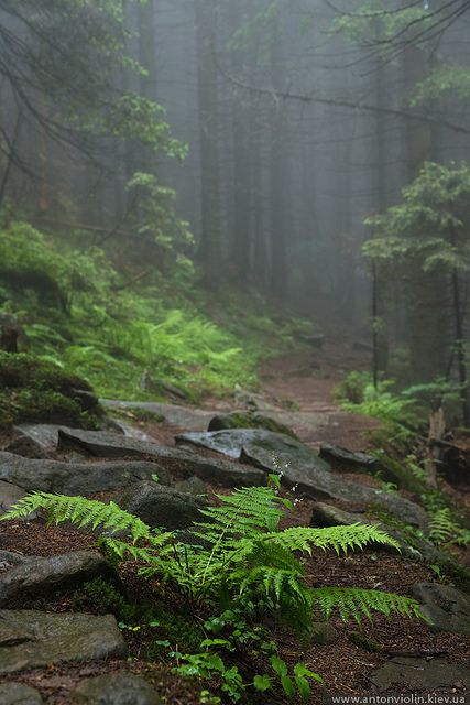 Foggy forest | Flickr - Photo Sharing! Foggy Forest, In The Woods, Trees, Forest