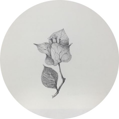 Bogenvilla Tattoo, Bougainvillea Tattoo Design, Bouganvilla Flower Illustration, Bourgainvilier Flower Tattoo, Bougainvillea Tattoo Black, Bougainvillea Flower Tattoo, Bougainvillea Sketch, Bougainvillea Drawing, Bougainvillea Illustration