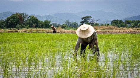 Rice Crop, Target Food, Farmers Day, Farming Guide, Crop Insurance, Rice Paddy, Farming Business, Rice Varieties, Asia Tenggara