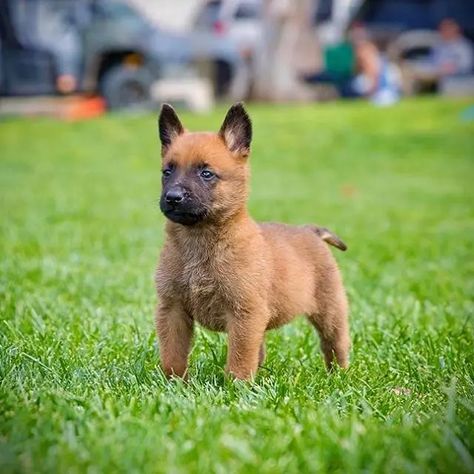 14 Fun And Interesting Facts About Belgian Malinois Belgian Malinois Puppies, Gsp Puppies, Malinois Puppies, Belgian Malinois Dog, Malinois Dog, Belgian Shepherd, Dog List, Three Cats