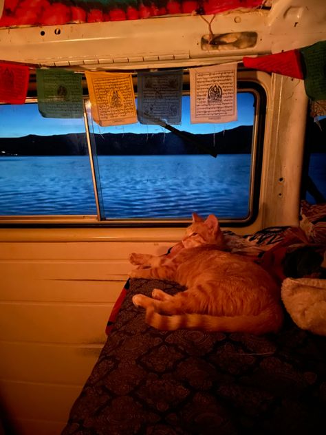 #nomad #vancat #vanlife #tabby #cat Vanlife Cat, Van Life Cat, Life Vision, Closer To Nature, Cat Aesthetic, City Living, Future Life, Tabby Cat, Life Photography