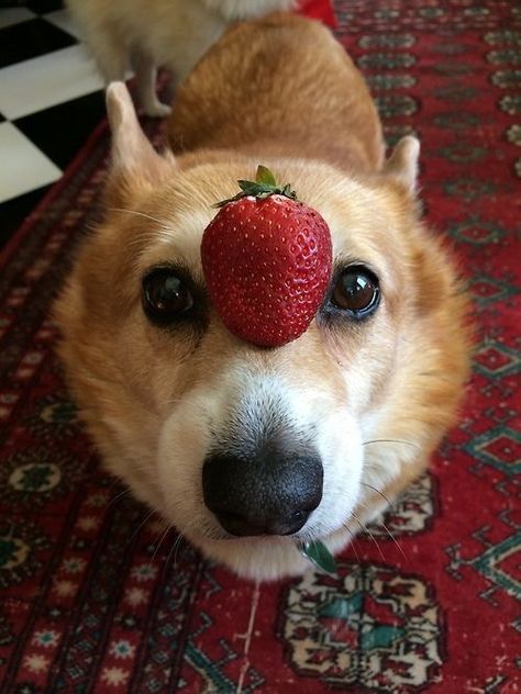 Corgis Puppies, Cute Corgi Puppy, Corgi Pictures, Corgi Funny, Corgi Puppy, Cute Corgi, Pembroke Welsh Corgi, Corgi Dog, Welsh Corgi