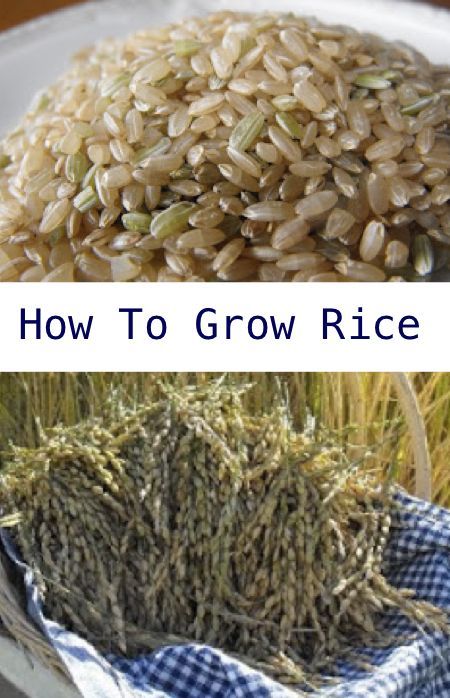 How To Grow Rice at Home Garden Hardscape, Growing Rice, Herbs Growing, Garden Notes, Garden Sanctuary, Veggie Gardens, Gardening Projects, Garden Growing, Homestead Gardens