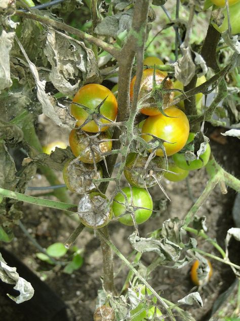 Tomato Blight – Identification, Avoidance & What To Do When It Strikes | Polytunnel Gardening Tomato Blight, Tomato Disease, Garlic Bulb, Summer Vegetable, Growing Tomatoes, Fruit And Veg, Mulch, Plant Care