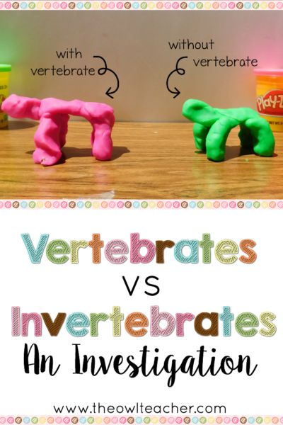 Studying vertebrates and invertebrates makes for fun lessons for students - like this one, where kids get to make "animals" out of playdough and then stack wooden blocks on top! Read more about how to implement this lesson in this post. Owl Teacher, Vertebrates And Invertebrates, Montessori Science, Animal Classification, Teacher Board, 4th Grade Science, Science Activity, 5th Grade Science, Upper Elementary Resources