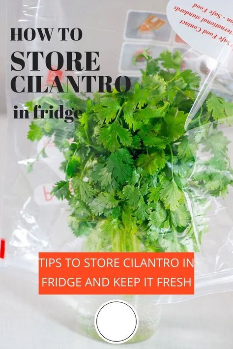 How to store fresh coriander and keep it fresh to last longer in the fridge. 3 Expert tips and methods to store coriander and fresh herbs in fridge. It will keep herbs fresh in fridge for 2-3 weeks. Storing Cilantro In Fridge, Store Cilantro, Store Fresh Herbs, Storing Fruit, Storing Vegetables, Preserve Food, Store Food, Food Saver, How To Store