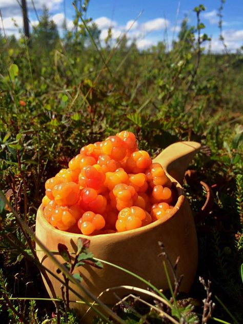 Forest Recipes, Types Of Berries, Arabic Dress, Witch Aesthetic, Wild Berry, Wild Life, Fruits And Vegetables, Finland, Seeds