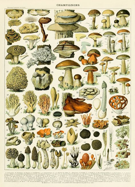 Mushrooms Poster, Depicts a diagram of multiple species of mushrooms from the fungus kingdom. Adolphe Millot Champignons Illustration, Circa 1800s AM39 DETAILS * Sprayed with a protective coating to shield from UV Rays, dust and moisture. * Printed on a smooth enriched archival paper with a matte finish. * Printed to order using archival pigmented inks on acid free materials. PRINT SIZE + CUSTOMIZATION * Print is borderless, if you require extra border just ask. * If you require a size not liste Different Types Of Mushrooms, Types Of Mushrooms, Mushroom Poster, Mushroom Pictures, Illustration Botanique, Vintage Mushroom, Vintage Botanical Prints, Witchy Things, 20 Century