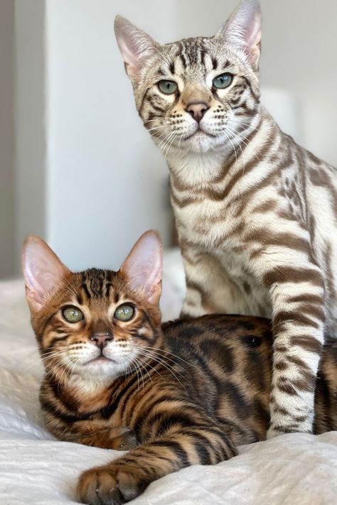 2 bengal cats Bengal Cat Personality, Bengal Cat Facts, Bengal Cat Kitten, Cat Personality, Cat Personalities, Bengal Kitten, Pretty Cat, Bengal Cats, Cat Breed