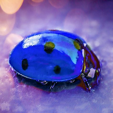 blue Blue Ladybug, Ladybug Art, Lady Bugs, Beautiful Bugs, Lady Bird, Feeling Blue, My Heart Is Breaking, Bugs, Fish Pet