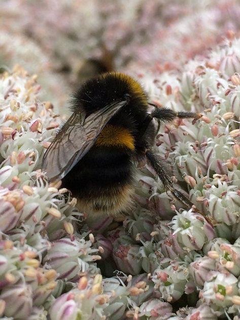 Bumble Bee Aesthetic, Bee Pics, Bee Butts, Bee Aesthetic, Bee On A Flower, Bee Hotel, I Love Bees, Bees And Wasps, Bee Garden