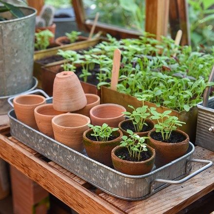 Buy Product - Inspiration: Gardening without plastic - Delivery by Crocus Terracotta Herb Pots, Strawberry Pots, Galvanized Tray, Gardens Of Babylon, Seedling Pots, Indian Tea, Plant Tray, Terracotta Flower Pots, Terracotta Plant Pots