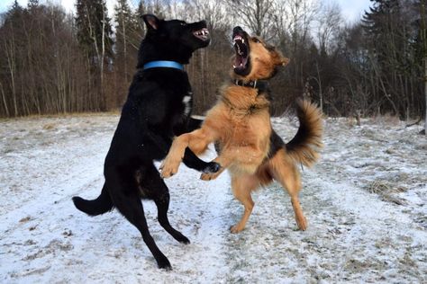 Wireless Dog Fence, Dog Steps, Dog Exercise, Aggressive Dog, Dog Parents, Two Dogs, Mouse Mat, Dog Park, Dog Behavior