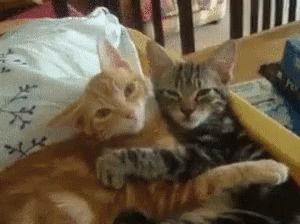 Cat Hugging GIF - Cat Hugging Cats - Discover & Share GIFs Cat Hug Gif, Best Cat Gifs, Cat Cuddle, Söt Katt, Cute Creatures, Crazy Cat Lady, Cat Gif, Beautiful Cats, 귀여운 동물