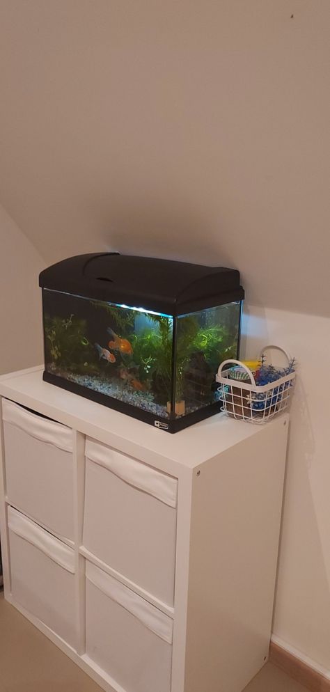 Fish Tank Ideas Goldfish, Bedroom With Fish Tank, Gold Fish Tank Ideas, Goldfish Tank Aesthetic, Aquarium In Bedroom, Guppy Fish Tank Ideas, Alyssacore Aesthetic, Fish Tank Aesthetic, Bow Front Aquarium