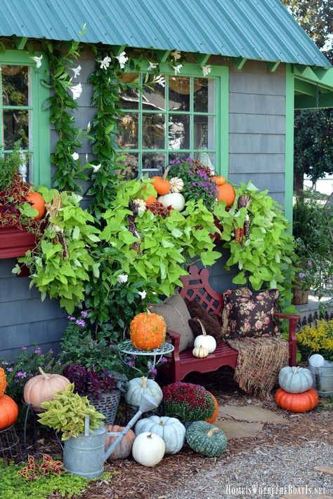 September and October are transition months in the garden in North Carolina. Pumpkins fill in the gaps in the window boxes by the Potting Shed, adding some inte… Summer Window Boxes, Fall Window Boxes, Fall Landscaping, Fall Windows, Fall Container Gardens, Balkon Decor, Summer Window, Fall Containers, Container Garden Design