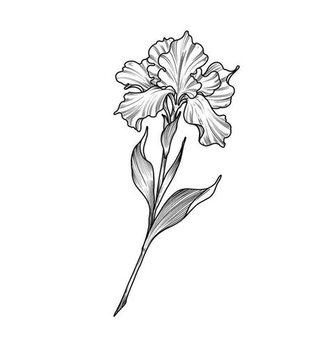 Iris Flowers Drawing Tattoo Ideas, 7rl Tattoo Design, Iris Flower Tattoo Design, Black And White Iris Tattoo, Iris Tattoo Black And White, Iris Flowers Tattoo, Iris Flowers Drawing, Iris Tattoo Design, Iris Drawing