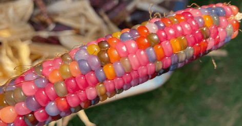 You Can Grow Rainbow Colored Corn And It Is Something I Didn’t Know I Needed Until Now As someone who grew up in Ohio, I have been around a LOT of corn. One of my chores growing up was shucking corn from the fields and prepping it to cook. Corn has been a HUGE part in my life and I still love eating it! So to find out now, at the ageContinue Reading Seriously. Read it: You Can Grow Rainbow Colored Corn And It Is Something I Didn’t Know I Needed Until Now Colorful Corn, Gem Corn, Colored Corn, Rainbow Corn, Flint Corn, Rainbow Popcorn, Shucking Corn, Glass Gem Corn, Purple Corn