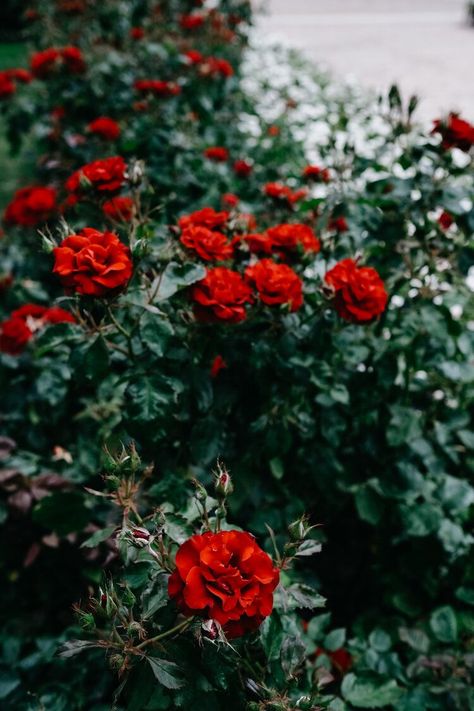 Red And Green Plants, Green And Red Aesthetic, Red And Green Aesthetic, Green Red Aesthetic, Summer Copenhagen, Denmark Aesthetic, Scandinavian Summer, Aesthetic Roses, Beautiful Color Combinations