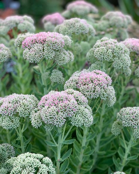 The Diggers Club on Instagram: “The chameleon-like succulent, Sedum ‘Autumn Joy’ begins its journey from chartreuse buds in early summer to pale-pink stars late in the…” Pink Sedum, Autumn Joy Sedum, Sedum Autumn Joy, Apothecary Garden, Sedum Plant, Spring Gardens, Russian Sage, Plant Varieties, Fragrant Garden