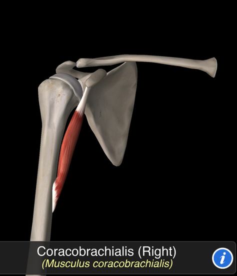 Musculus Coracobrachialis Coracobrachialis Muscle, Anatomy, Quick Saves