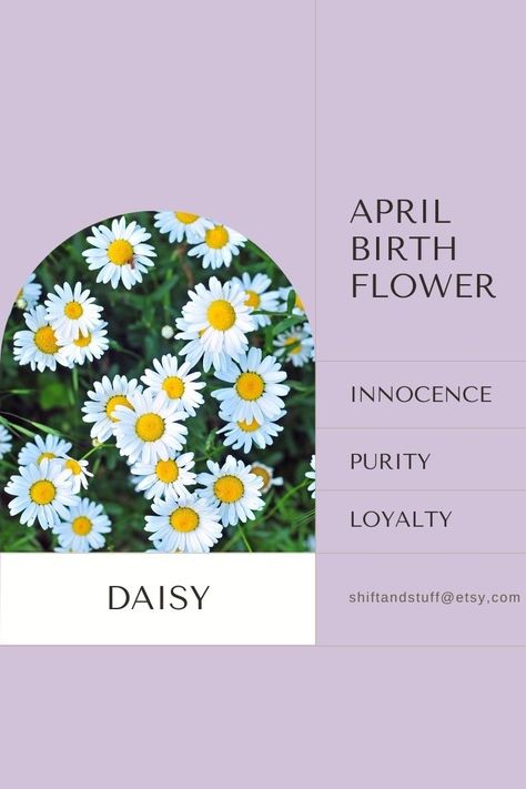 The birth flower for April is the daisy (Bellis perennis) and the sweet pea (Lathyrus odoratus). These flowers are not only beautiful additions to gardens and floral arrangements but also carry symbolic meanings that can add depth to birthday bouquets or gifts. Keep in mind that the meanings associated with flowers can vary, and individual interpretations may differ. Daisy And Sweet Pea Bouquet, Daisy And Sweet Pea, Birth Flower For April, Birthday Bouquets, Sweet Pea Bouquet, Lathyrus Odoratus, Symbolic Meanings, April Birth Flower, Sweet Pea Flowers