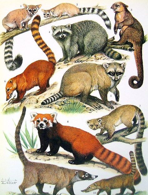 Animal Print - Otters, Wild Cats and Raccoons - 1972 Vintage Encyclopedia Print Book Page 2 Sided: Vintage Encyclopedia, Animal Species, Scientific Illustration, Animal Posters, Animal Sketches, Print Book, Red Panda, Animal Planet, Book Page