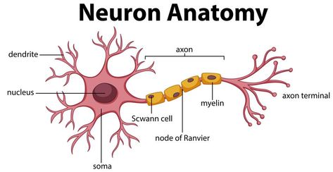 Neuron Anatomy, Neuron Diagram, Nervous System Diagram, Anatomi Dan Fisiologi, Nervous System Anatomy, Cell Diagram, Sistem Saraf, Brain Anatomy, White Matter