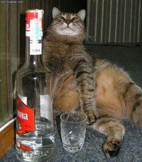 Happy New Year! Drunk Cat, Koci Humor, Cat Drinking, Cat Boarding, Kittens Funny, Funny Cat Memes, Funny Cute Cats, Funny Cat Videos, Silly Cats