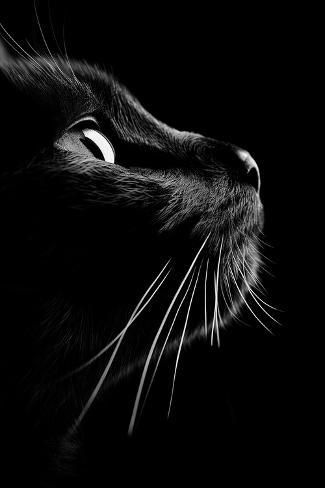 size: 12x8in Photographic Print: Blackat - Feline Focus I by Philippe Hugonnard : Cat Black And White Photography, Black Cat Artwork, Cat Black And White, Good Morning Animals, Krazy Kat, Black Cat Painting, Shadow Photography, Pet Portrait Painting, Horses And Dogs