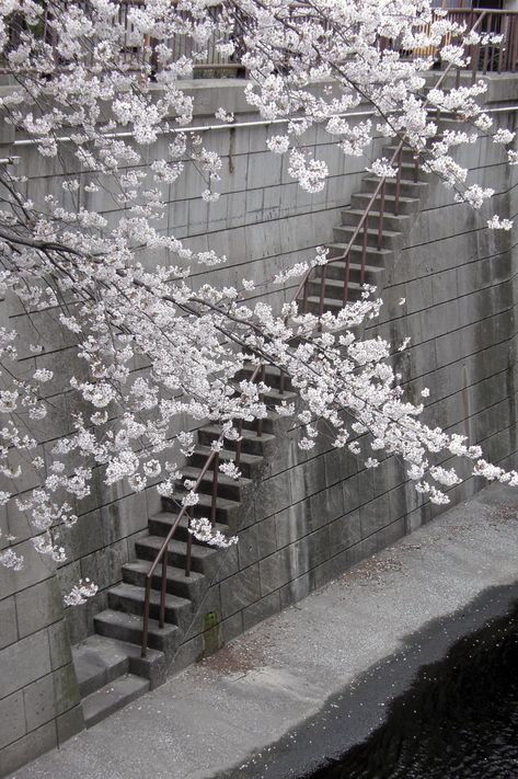 White Flowers, Stairs, Water, Flowers, Wall, White