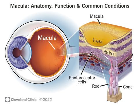 Eye Retina, Eye Function, Eye Pain, Blurry Vision, Light Sensitivity, Eye Exam, Cleveland Clinic, Light Energy, Medical Illustration