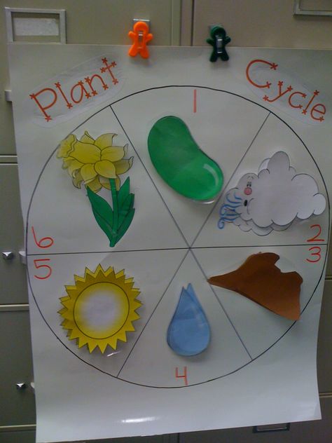 Plant Cycle, Plants Life Cycle Activities, Life Cycle Craft, Life Cycles Activities, Plants Unit, Plant Activities, Life Activities, Plant Crafts, Activities For Preschoolers