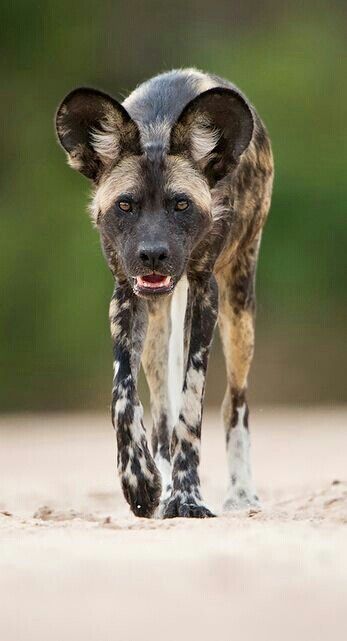 Wild Dog Wolf Alpha, African Hunting Dog, African Hunting, Desktop Ideas, Painted Dogs, Wild Dog, African Wild Dog, Hunting Dog, African Wildlife