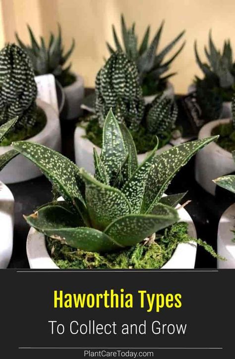 All the succulent Haworthia varieties are easy to grow, fun to collect, and make excellent additions to small space gardens. These small plants require less light than most succulents. [DETAILS] Succulent Identification Chart, Haworthia Succulents, Succulent Haworthia, Succulent Varieties, Small Succulent Plants, Zebra Plant, Growing Succulents, Tiny Plants, Succulents Indoor