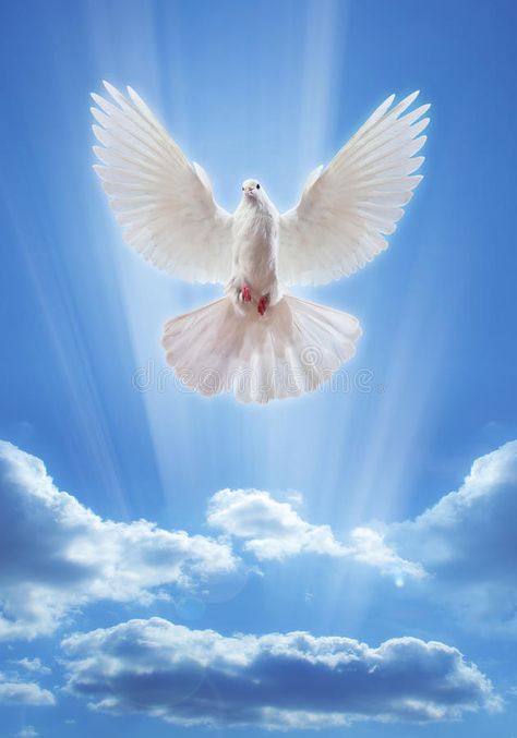 Dove in the air with wings wide open royalty free stock photos Vogel Gif, Spiritual Cards, Holly Spirit, Dove Drawing, Flying Pigeon, Dove Flying, Dove Images, Holy Spirit Dove, Dove Pictures