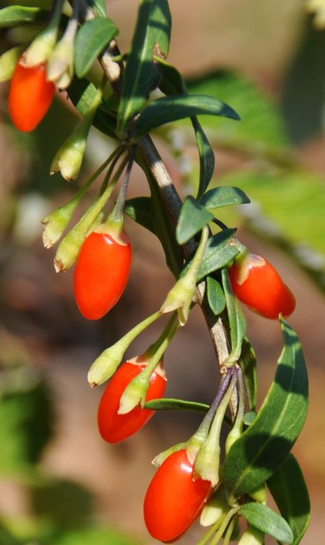 Goji Berries Plant, Goji Berry Plant, Growing Goji Berries, Goji Berries Benefits, Phoenix Tears, Yellow Raspberries, Highbush Blueberry, Types Of Berries, Berry Tea