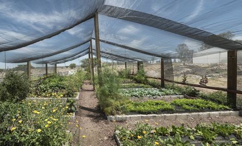 Shade cloth is rather easy to sew and provides a cool retreat where friends and family gather, protects your garden from unrelenting rays and more. It isn’t too hard to manipulate the material to sew sails, curtains, covers and other types of shade cloth. Shade Cloth Garden, Natural Plant Food, Greenhouse Supplies, Shade House, Greenhouse Kit, Greenhouse Plans, Aromatic Plant, Citrus Trees, Shade Cloth