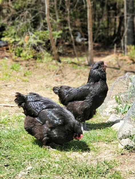 Olive Egger Chickens - Fresh Eggs Daily® Ameraucana Rooster, Olive Egger Chicken, Chicken Wire Cloche, Easter Egger Chicken, Wire Cloche, Olive Egger, Easter Eggers, Bird Netting, Backyard Chicken Farming