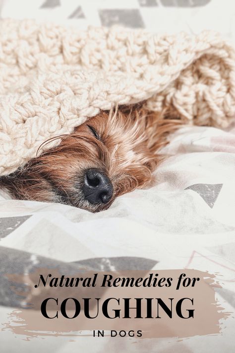 Dog Coughing Remedies, Dog Congestion Remedies, Dog Cold Remedies, Dog Cough Remedy, Kennel Cough Remedies Dogs, Kennel Cough Remedies, Remedies For Coughing, Cough Medicine For Dogs, Dog Coughing And Gagging