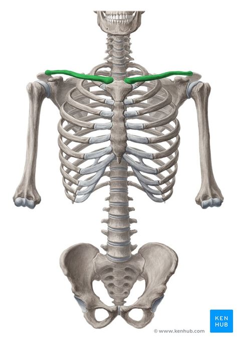 Shoulder girdle: Anatomy, movements and function | Kenhub Human Skeleton Anatomy, Shoulder Girdle, Muscles Of The Neck, Skeleton Anatomy, Skeleton Drawings, Pelvic Tilt, Human Bones, Muscle Anatomy, Human Skeleton