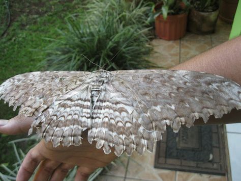 White Witch moth (Thysania agrippina) White Witch Moth, Witch Moth, Bug Taxidermy, Giant Moth, Bed Bug Bites, Moth Wings, Moth Caterpillar, Flying Flowers, Moth Art