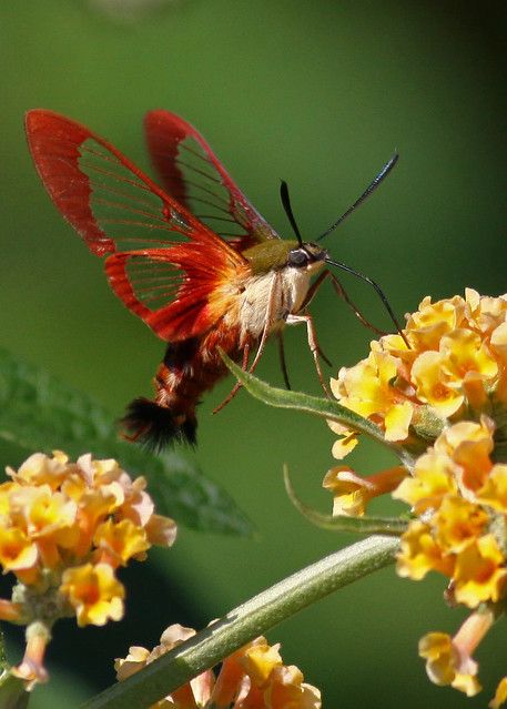 Clearwing Moth, Hummingbird Moth, On The Wings Of Love, Cool Insects, Moth Caterpillar, Magic Garden, Beautiful Bugs, Flying Insects, Creepy Crawlies