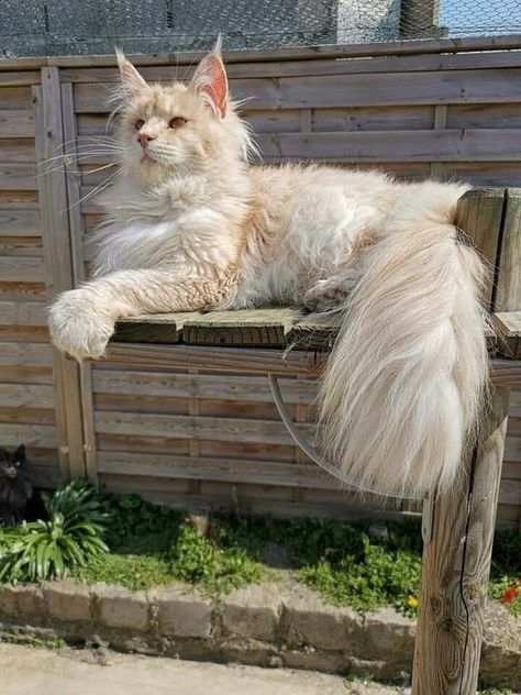 Söpö Kissa, Söt Katt, Gorgeous Cats, Most Beautiful Cat, Cute Cats Photos, Pretty Animals, Haiwan Peliharaan, Cat Aesthetic, Cute Cats And Dogs