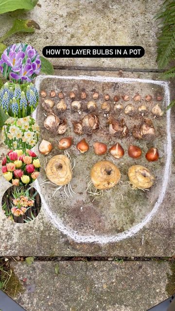 Bulb Lasagne, Planting Daffodil Bulbs, Fall Bulb Planting, Hyacinths Garden, Bulbs Garden Design, When To Plant Tulips, Plants For Small Gardens, Planting Tulips, Daffodil Bulbs