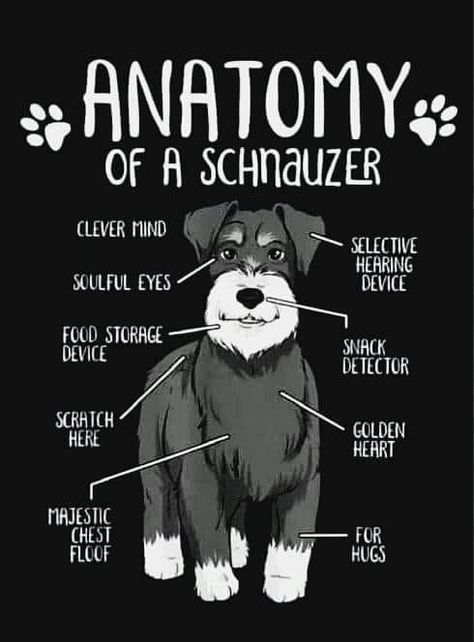 Schnauzer Quotes, Vet Tech Humor, White Schnauzer, Black Schnauzer, Meds For Dogs, Schnauzer Grooming, Schnauzer Art, Mini Schnauzer Puppies, Schnauzer Puppies