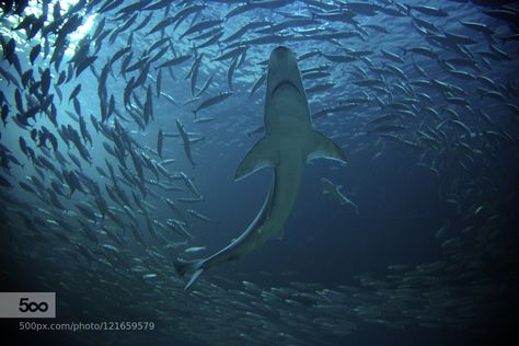 Shark in a fish swarm by nessennahojkirie A shark is seen from below encircled by fish in a swarm. Fish From Below, Shark From Below, Shark Painting, Blue Drawings, Full Blue, Under The Surface, Shark Shirt, Marine Environment, Alien Worlds